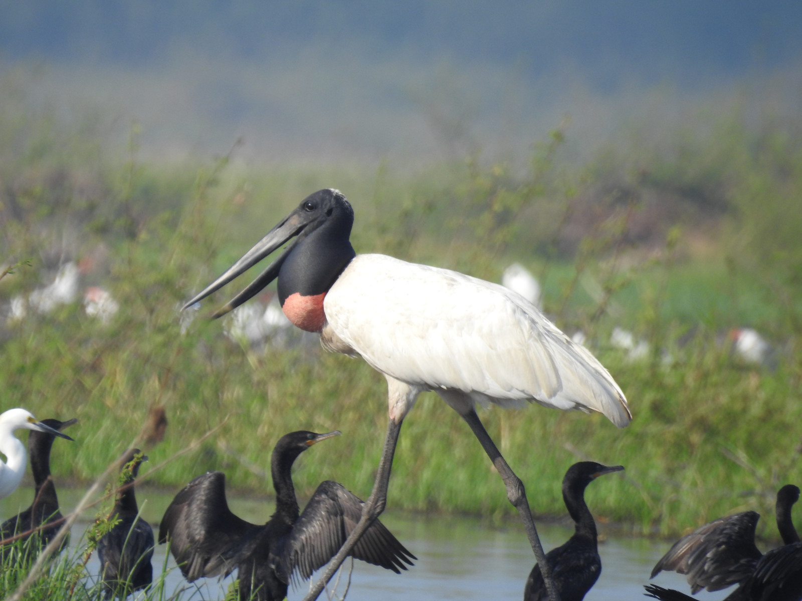 image Jabiru